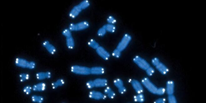 دراسة جديدة على “خلايا الزومبي” تجيب.. هل يمكن تأخير الشيخوخة؟